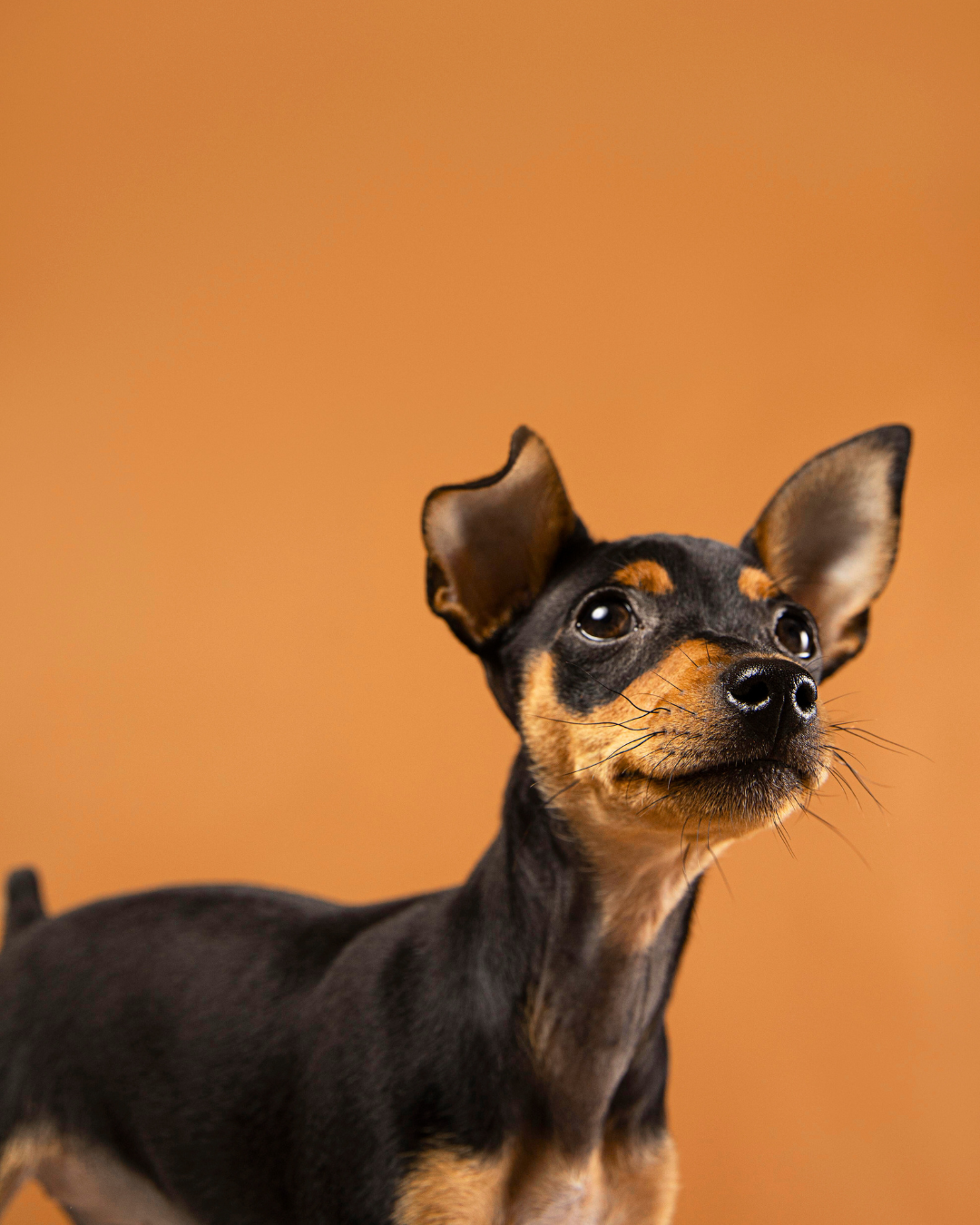 Muapet: la conexión que cuida