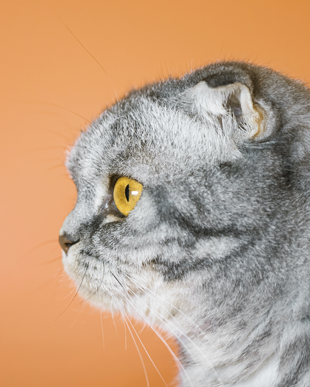 Gatito gris con fondo naranja de perfil izquierdo