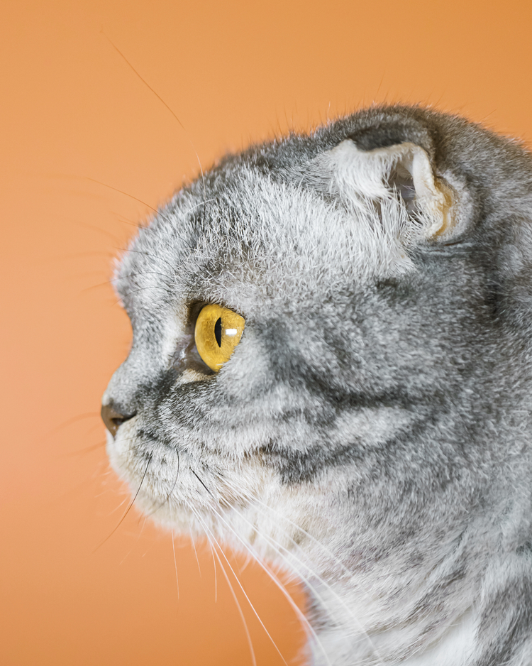Gatito gris con fondo naranja de perfil izquierdo